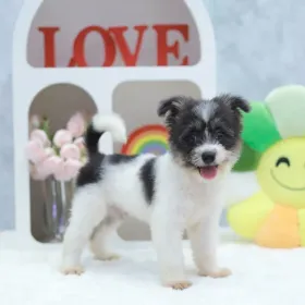Parti boy Pomshi puppy Pup #2322, placed with a Singapore family