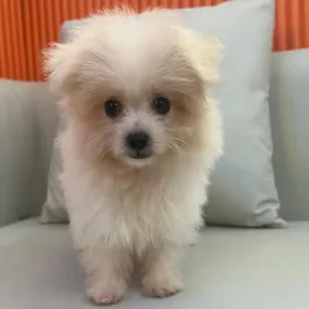 Cream girl Pomshi puppy Pup #2333, placed with a Singapore family