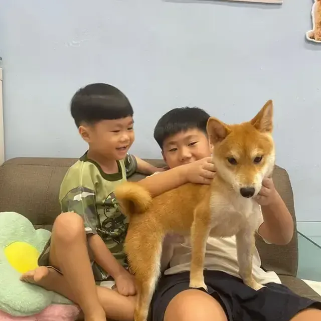 Puppy with their new family in Singapore