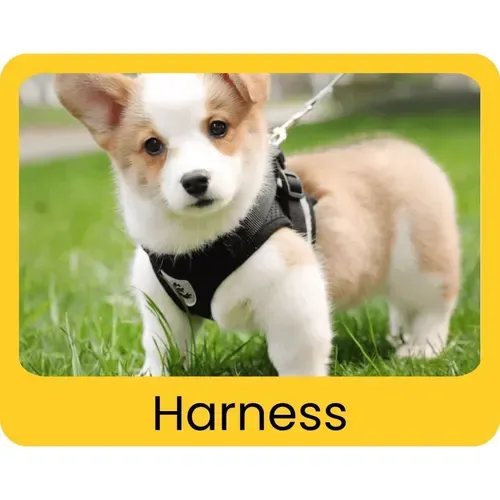Harness included in the free puppy starter kit