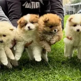 Pomeranian girl puppy in Australia, for reservation