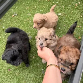 Pomeranian puppy puppy in Australia, for reservation