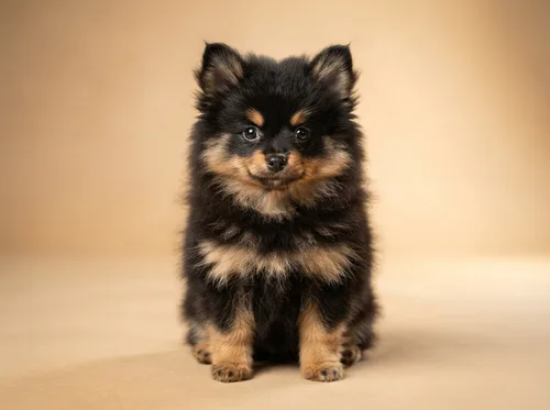 Black and tan Pomeranian puppy available in Singapore, tan points on face and legs