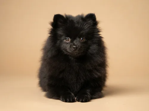 Glossy black Pomeranian puppy available in Singapore, dense fluffy ruff