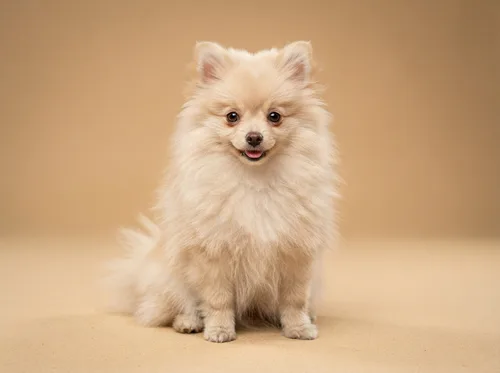 Cream Pomeranian puppy available in Singapore, sitting upright facing the camera