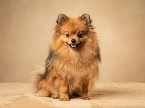 Orange sable Pomeranian puppy available in Singapore, black-tipped guard hairs