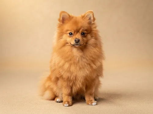 Classic orange Pomeranian puppy available in Singapore, ears up and alert