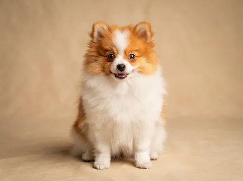 Parti orange and white Pomeranian puppy available in Singapore