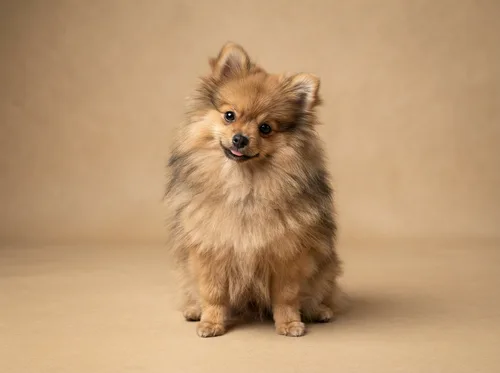 Sable Pomeranian puppy available in Singapore, tan base coat with darker tipping