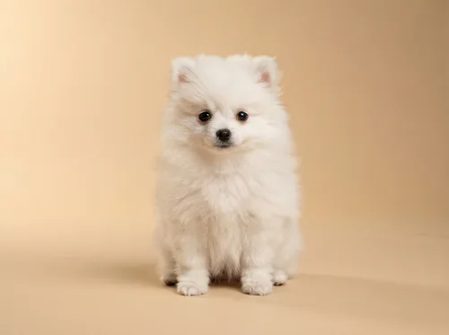 White Pomeranian puppy available in Singapore, soft cotton puppy coat